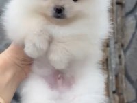 1. Sınıf A kalite pomeranian bebekler