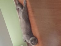 gri kedi 3 yaşında