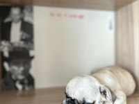 3 aylık saf kan teacup pug