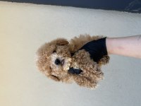 Kore Kan Maltipoo 