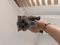 BEBEK KEDİLERİMİZ YENİ YUVASINI ARIYOR