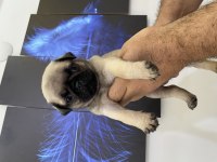 Kendim besliyorum sahibinden pug 2 aylık