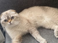 Scottish fold 1 yaşında