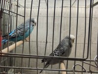 Komple kafes ve iç aksesuarlar dahil kuşlar