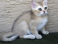 Show kalite Full Secereli Scottish Fold ve Straight