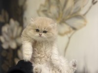 SCRLİ ANNE BABADAN TOP KAFA BRITISH LONGHAIR 