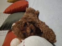 Minik ama sevgi oldu toy poodle yavrular
