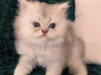 British longhair erkek yeni evini arıyor