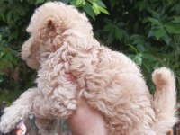 Toy poodle ayarında maltipoo bebekler