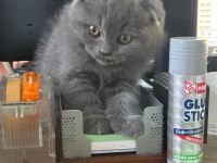 Scottish fold yavrumuza yeni yuva arıyoruz