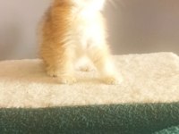 Golden BY11 British Shorthair