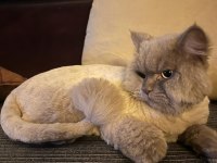 Acil British longhair ÜCRETSİZ SAHİPLENDİRME