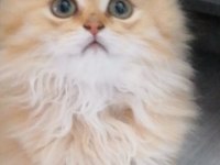 Golden british longhair bebekler