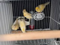 Türünün en özelleri sarı mozaik kanarya