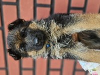 Fci scr alman çoban köpeği