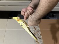 1,5 yaşında erkek sultan papağanı