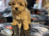 EFSANE GÜZELLİKTE HİPOALERJENİK TEACUP MALTİPOO