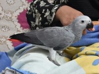 7 AYLIK FULL EVCİL JAKO BAL NEHİR