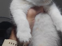 British shorthair kedimiz