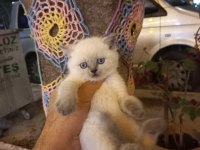 BRİTİSH BLUE POİNT A KALİTE BEBEKLER