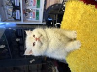 Safkan British Shorthair