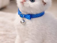 Scottish fold 55 günlük kedimiz