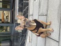 French bulldog köpeğimize eş aranıyor