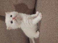 British shorthair erkek
