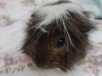 İki tatlı guinea pig