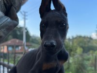 DOBERMAN YAVRULAR SAKARYA