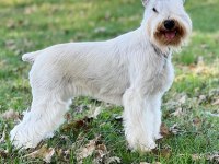 FCI Şecereli Miniature Schnauzer Pure White (Beyaz)