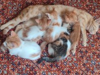 2 aylık çok şirin yavru ev kedileri