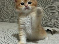 Güzel golden bebek kediler