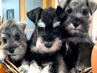 FCI şecereli Miniature Schnauzer'ler