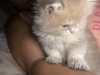2 aylık erkek british longhair