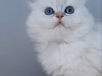 55 Günlük British Longhair Golden Point