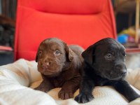 Mükemmel kalitede labrador bebeklerimiz için acele edin
