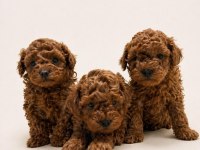 Üst Kalite Toy Poodle Yavrularımız