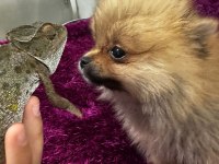 IRK GARANTILI TEACUP POMERANİAN