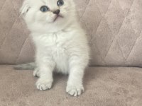 Birbirinden güzel scottish fold bebeklerim