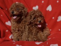 Toy Poodle Irkının En Güzeli Mükemmel Yavrular