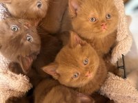 British Shorthair Cinnamon Ve Chocolate Yavrular