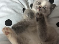 Safkan british shorthair blue point