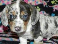 ÇİFTLİĞİMİZDEN BLUE DAPPLE ÖZEL DACHSHUND BEBEKLER