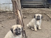 Orjinal safkan kangal yavrular