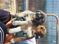 DEV ADAYLARI ANADOLU ÇOBAN KÖPEĞİ YAVRULARI