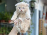 Teslime hazır golden scottish fold erkekler
