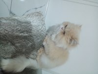 İran Kedisi Tarçın Hanım