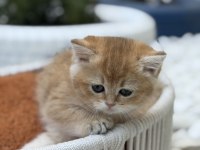 Muhteşem British Longhair ve British Shorthair yavrular