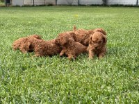 Toy poodle ırk ve sağlık garantili